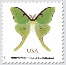 Fly by Night: Catch a Luna Moth Near You