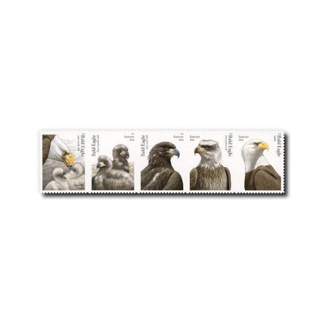 United States of America 2026 Bald Eagles