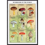 Dominica 2051 Mushrooms Souvenir Sheet MNH VF