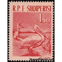 Albania 1961 Dalmatian Pelican (Pelecanus crispus)-Stamps-Albania-StampPhenom