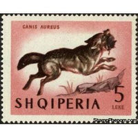 Albania 1964 Golden Jackal (Canis aureus)-Stamps-Albania-StampPhenom