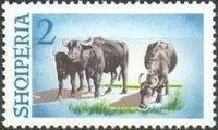 Albania 1965 Water Buffalo-Stamps-Albania-StampPhenom