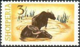 Albania 1965 Water Buffalo-Stamps-Albania-StampPhenom