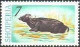 Albania 1965 Water Buffalo-Stamps-Albania-StampPhenom