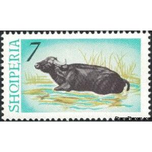 Albania 1965 Water Buffalo (Bubalus bubalis)-Stamps-Albania-StampPhenom