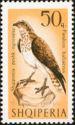 Albania 1966 Birds-Stamps-Albania-StampPhenom