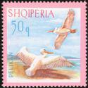 Albania 1967 Pelicans-Stamps-Albania-StampPhenom