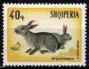 Albania 1967 Rabbits-Stamps-Albania-StampPhenom