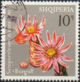Albania 1975 Albanian Flowers-Stamps-Albania-StampPhenom