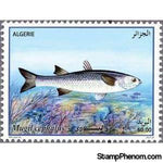 Algeria 2016 Flathead Grey Mullet (Mugil cephalus)-Stamps-Algeria-Mint-StampPhenom