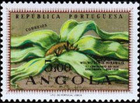 Angola 1959 Discovery of Welwitschia - Centenary-Stamps-Angola-StampPhenom