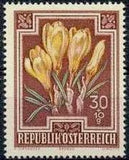 Austria 1948 Semi-Postal Flowers-Stamps-Austria-Mint-StampPhenom