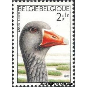 Belgium 1972 Solidarity - Birds-Stamps-Belgium-StampPhenom