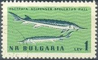 Bulgaria 1961 Black Sea Marine Life-Stamps-Bulgaria-StampPhenom