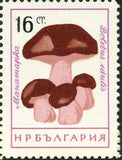 Bulgaria 1961 Fungi-Stamps-Bulgaria-StampPhenom