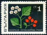 Bulgaria 1969 Medicinal Herbs-Stamps-Bulgaria-StampPhenom