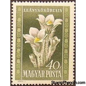 Hungary 1950 Anemones (Pulsatilla vulgaris)-Stamps-Hungary-StampPhenom