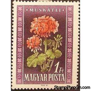 Hungary 1950 Geraniums (Pelargonium odoratissimum)-Stamps-Hungary-StampPhenom