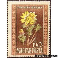 Hungary 1950 Pheasant's eye (Adonis vernalis)-Stamps-Hungary-StampPhenom