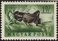 Hungary 1954 Airmails - Insects-Stamps-Hungary-StampPhenom