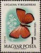 Hungary 1959 Butterflies and Moths-Stamps-Hungary-StampPhenom