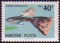 Hungary 1962 Ornamental Fishes-Stamps-Hungary-StampPhenom