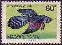 Hungary 1962 Ornamental Fishes-Stamps-Hungary-StampPhenom