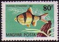 Hungary 1962 Ornamental Fishes-Stamps-Hungary-StampPhenom