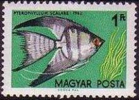 Hungary 1962 Ornamental Fishes-Stamps-Hungary-StampPhenom