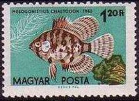 Hungary 1962 Ornamental Fishes-Stamps-Hungary-StampPhenom