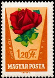 Hungary 1962 Rose Culture, 7 stamps-Stamps-Hungary-StampPhenom