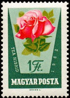 Hungary 1962 Rose Culture, 7 stamps-Stamps-Hungary-StampPhenom