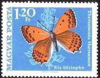 Hungary 1969 Butterflies and Moths-Stamps-Hungary-StampPhenom