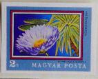Hungary 1971 Blue Waterlily (Nymphaea gigantea)-Stamps-Hungary-Mint-StampPhenom
