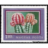 Hungary 1971 Chin Cactus (Gymnocalycium Mihanovichii f. rubra)-Stamps-Hungary-Mint-StampPhenom