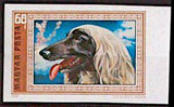 Hungary 1972 Afghan Hound (Canis lupus familiaris)-Stamps-Hungary-Mint-StampPhenom