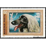 Hungary 1972 Afghan Hound (Canis lupus familiaris)-Stamps-Hungary-Mint-StampPhenom