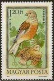 Hungary 1973 Airmails - Birds-Stamps-Hungary-StampPhenom