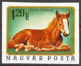 Hungary 1974 Foal (Equus ferus caballus)-Stamps-Hungary-Mint-StampPhenom