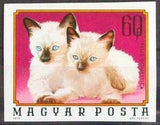 Hungary 1974 Kittens (Felis silvestris catus)-Stamps-Hungary-Mint-StampPhenom