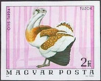 Hungary 1977 Great Bustard (Otis tarda)-Stamps-Hungary-Mint-StampPhenom