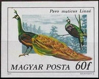 Hungary 1977 Green Peafowl (Pavo muticus)-Stamps-Hungary-Mint-StampPhenom