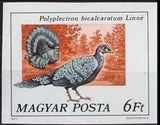 Hungary 1977 Grey Peacock-pheasant (Polyplectron bicalcaratum)-Stamps-Hungary-Mint-StampPhenom