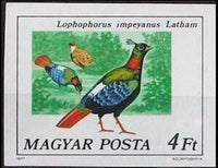 Hungary 1977 Himalayan Monal (Lophophorus impejanus)-Stamps-Hungary-Mint-StampPhenom