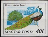 Hungary 1977 Indian Peafowl (Pavo cristatus)-Stamps-Hungary-Mint-StampPhenom