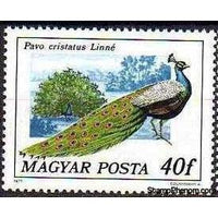 Hungary 1977 Indian Peafowl (Pavo cristatus)-Stamps-Hungary-Mint-StampPhenom