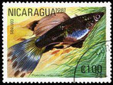 Nicaragua 1981 Tropical Fish