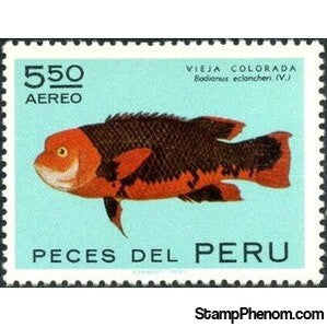 Peru 1972 Harlequin Wrasse (Bodianus eclancheri)-Peru-StampPhenom