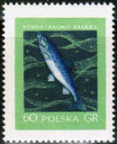 Poland 1958 Fish-Stamps-Poland-StampPhenom