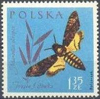 Poland 1961 Insects-Stamps-Poland-StampPhenom